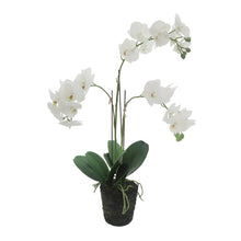 Load image into Gallery viewer, White Orchid with Moss