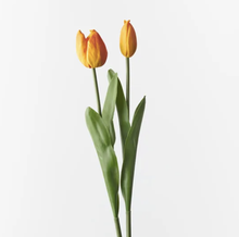 Load image into Gallery viewer, Tulip Bud & Bloom | Orange