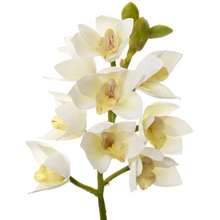 Load image into Gallery viewer, Orchid Cymbidium | White