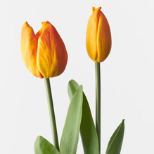 Load image into Gallery viewer, Tulip Bud & Bloom | Orange