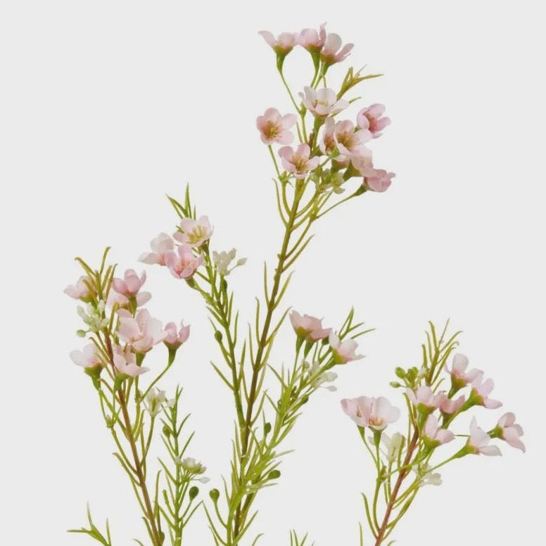 Wax Flower Spray - Pink