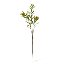 Load image into Gallery viewer, Protea Orientale Spray - Green
