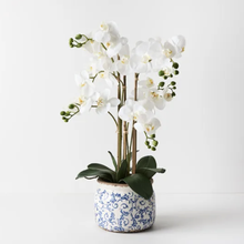 Load image into Gallery viewer, Orchid Philaenopsis in Blue &amp; White Ceramic Pot
