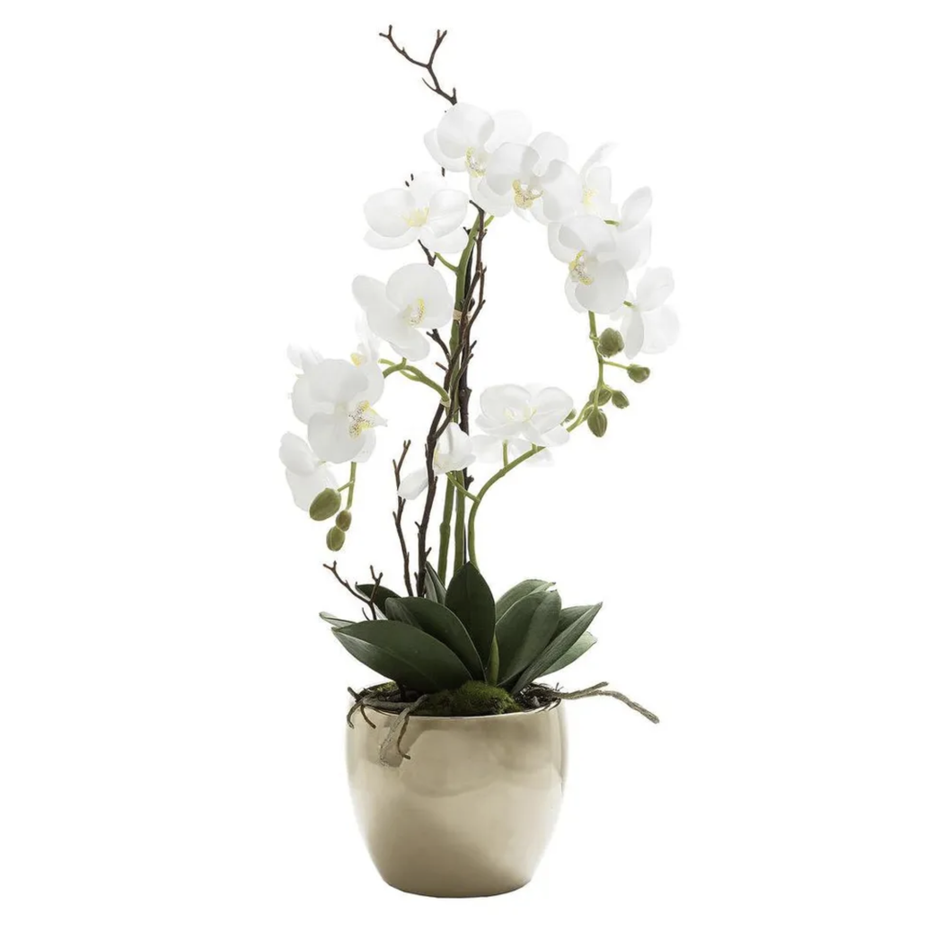 Orchid in Gold Pot