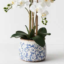 Load image into Gallery viewer, Orchid Philaenopsis in Blue &amp; White Ceramic Pot
