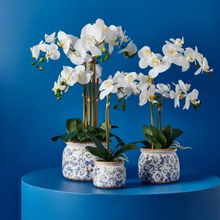 Load image into Gallery viewer, Orchid Philaenopsis in Blue &amp; White Ceramic Pot
