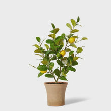Load image into Gallery viewer, Lemon Tree in a Terracotta Pot
