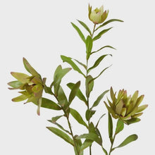 Load image into Gallery viewer, Protea Orientale Spray - Green
