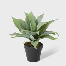 Load image into Gallery viewer, Agave - Green
